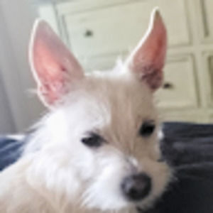 Meet your Posher, Monica